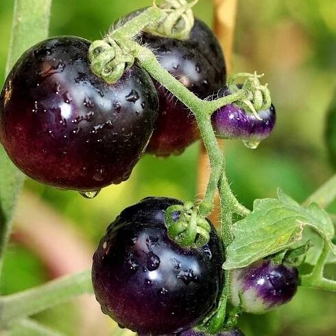 RAJČE Black Cherry Koktejlová SEMÍNKA