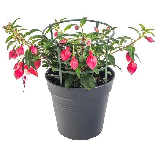 Fuchsie převislá, Fuchsia, dvoubarevná, průměr květináče 11 cm-8097