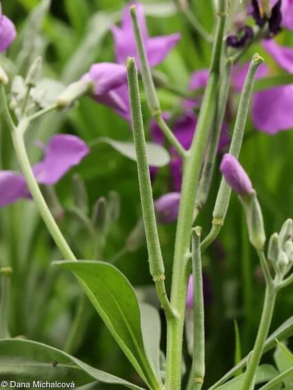 Matthiola incana – fiala šedivá