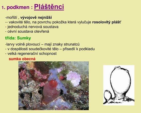 PPT - Strunatci PowerPoint Presentation, free download - ID:4342680