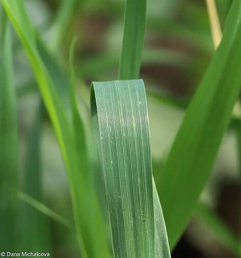 Phalaris canariensis – chrastice kanárská • Pladias: Databáze české flóry a vegetace