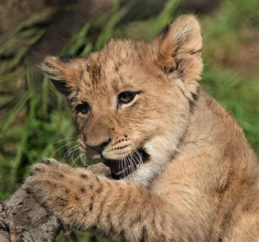 Free stock photo of african wildlife, big cat, cub Stock Photo