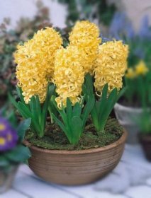 Hyacint - výsadba a péče, nutí - jak pěstovat květ doma, v květináči