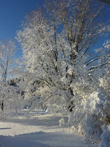 laden with snow