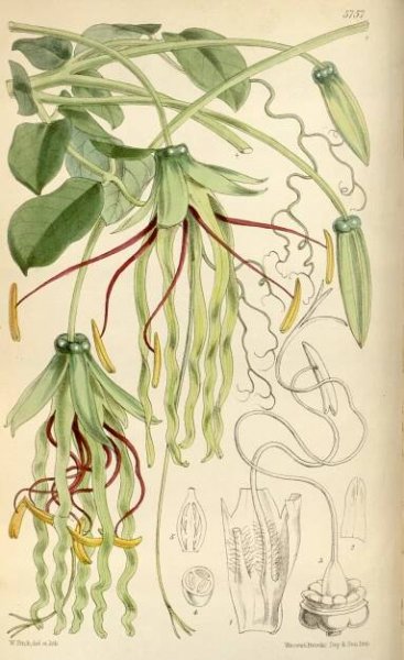Vilec – Wikipedie
