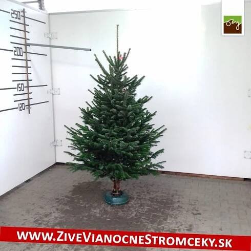 Živý vánoční stromek - Normandská Jedle A-Kategorie výška 200 - 225cm