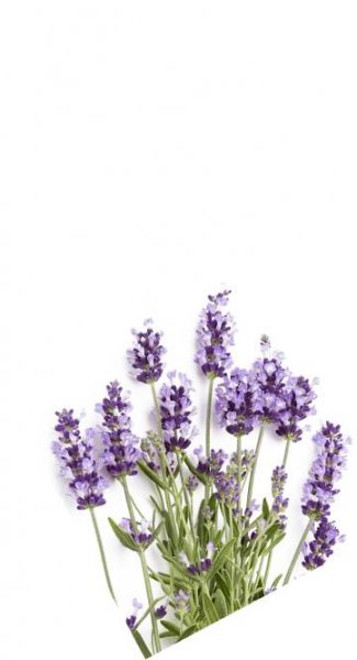 Lavender Flowers