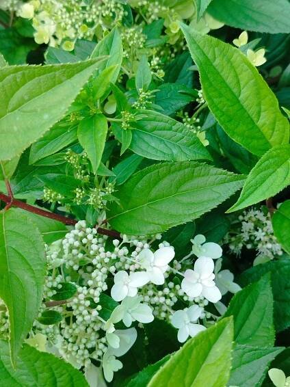 Hydrangea paniculata 'Confetti'