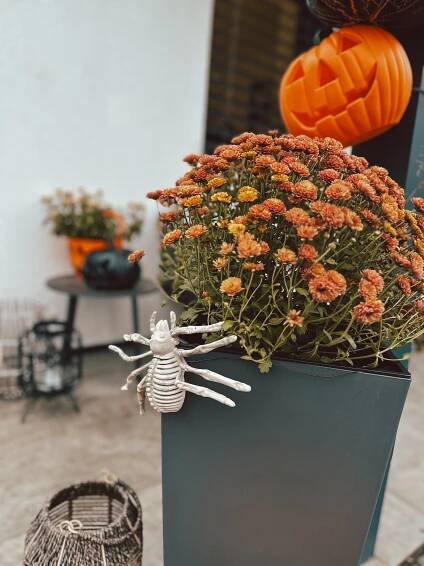 Halloweenská výzdoba domu i zahrady podle influencerek: Nechybí obří pavouci, svítící dýně nebo hrob