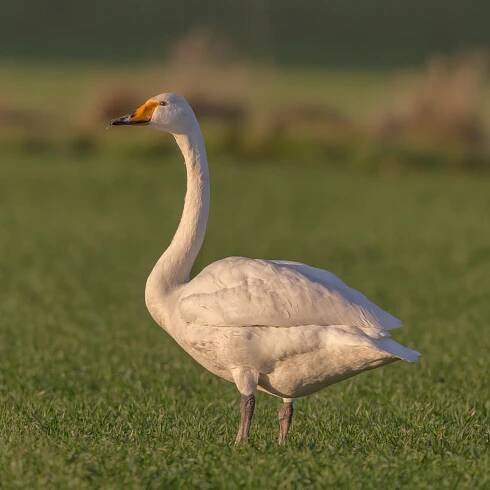 Whooper swan