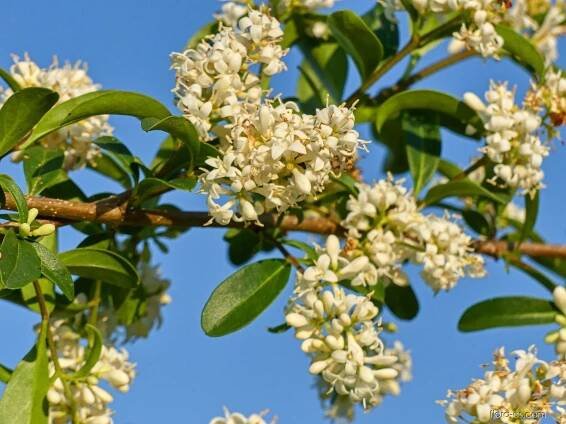 Ptačí zob obecný - Ligustrum vulgare