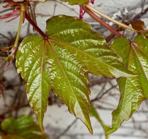 Loubinec trojlaločný Veitchii (Parthenocissus tricuspidata)