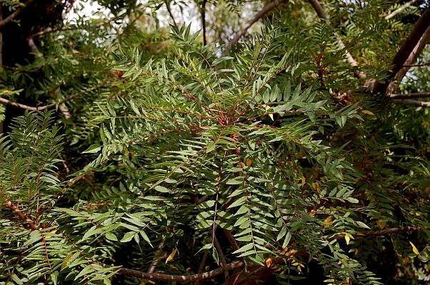 Kirkiaceae - Wikipedia