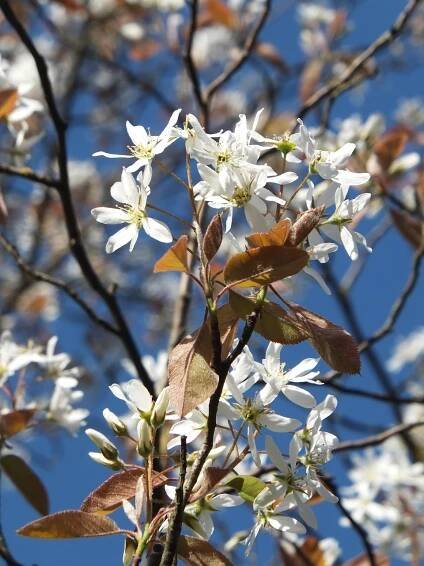 muchovník Lamarckův lat. Amelanchier lamarckii - Ráj flory