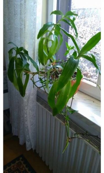 Kalisie voňavá – Callisia fragrans - PepinoGold.cz