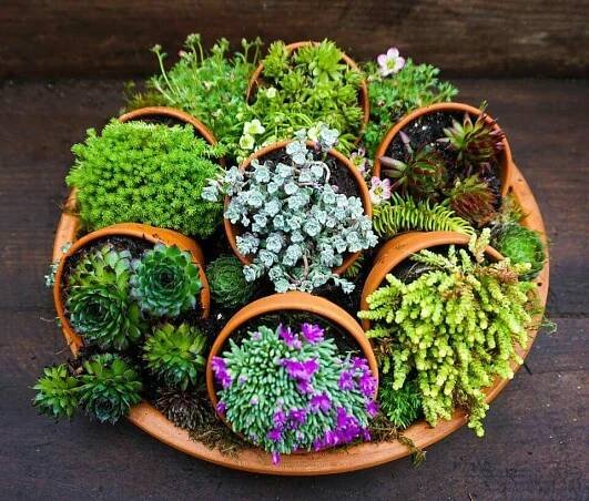 Cute idea | Succulents garden, Succulents, Garden containers