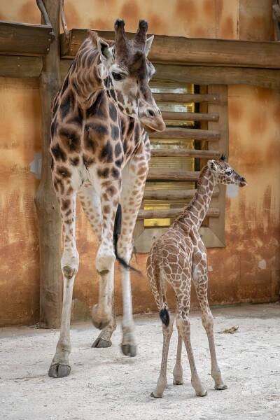 DALŠÍ MLÁDĚ ŽIRAFY V OLOMOUCKÉ ZOO | Zoo Olomouc - Svatý Kopeček