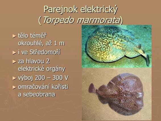PPT - podkmen: OBRATLOVCI PowerPoint Presentation, free download - ID:4212514