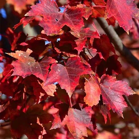 Acer Ginnala Flame Maple Multi Stem 1