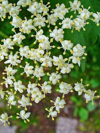Sambucus
