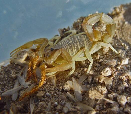 The Scorpion Files - Picture gallery (Scorpion pictures)