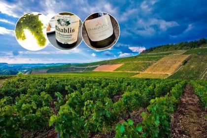 Study Guide: The Basics of Buying Chablis + Class Access