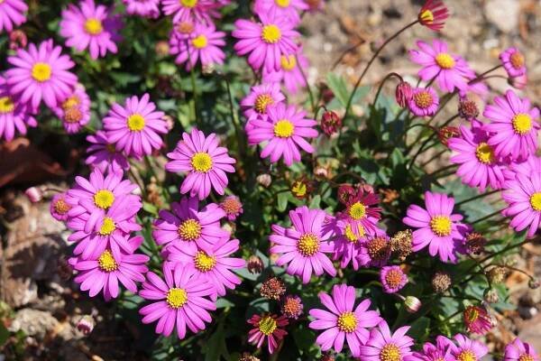 A Guide to the Native Daisies of Australia