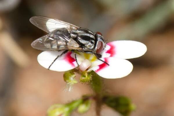 Musca vetustissima