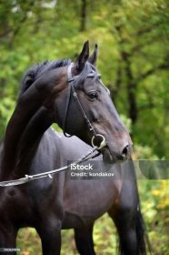 Plnokrevný portrét černého koně v pozadí přírody - Bez autorských poplatků Kůň Stock fotka