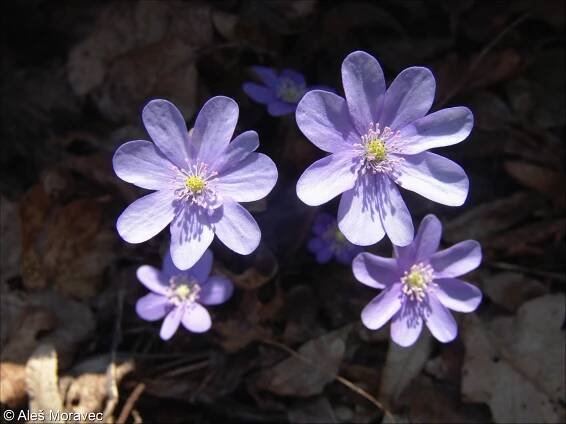 fotografický klíč k určování cévnatých rostlin :: BOTANICKÁ FOTOGALERIE