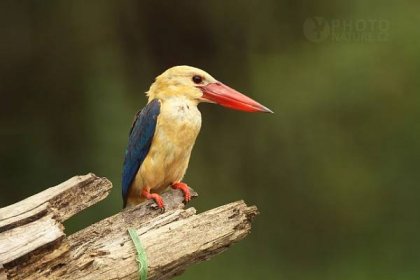 Ptačí svět na ostrově Borneo a Bali | Nature | Articles | PhotoNature.cz
