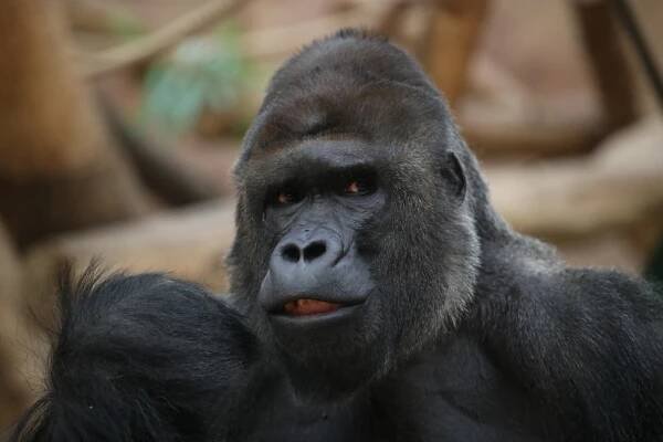 Velkolepá událost v zoo! 20 let v Praze oslaví vůdce gorilí tlupy Richard