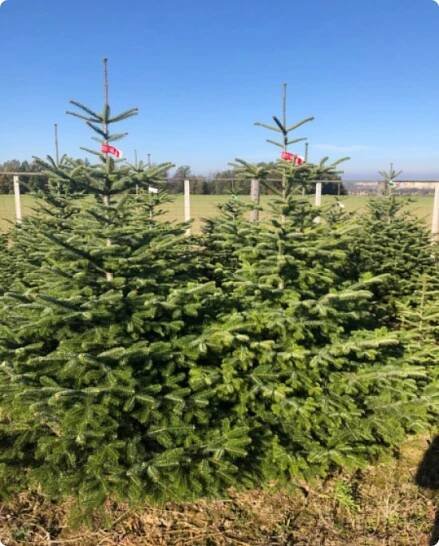 Stromky z plantáže Baška I Stromečkárna