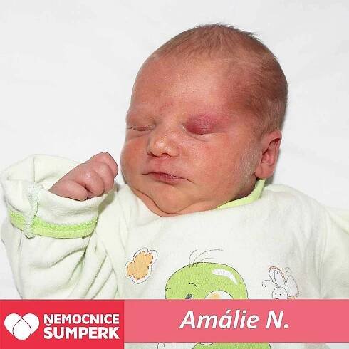 Amálie N., Králíky