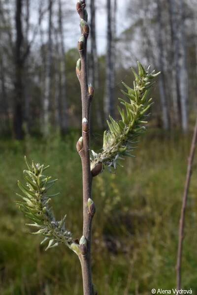 Salix cinerea | Květena Šumavy