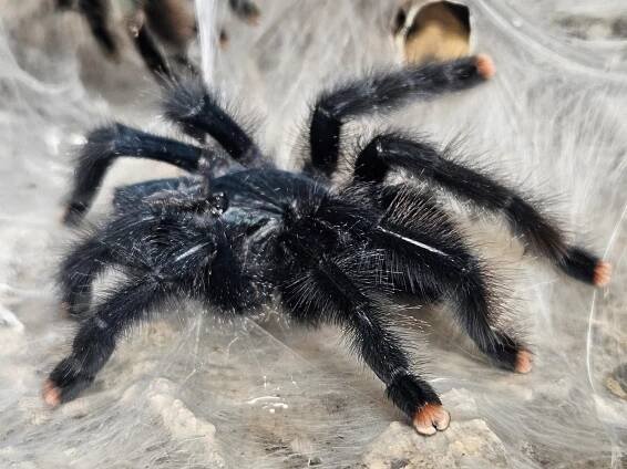 Avicularia avicularia MT1 Jungtier unbestimmt
