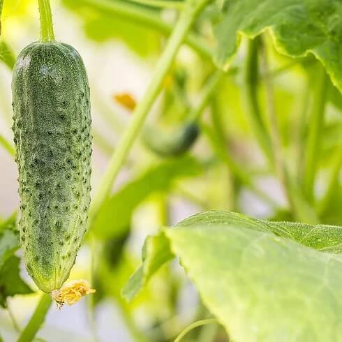 Why Your Cucumber Leaves Are Turning Yellow