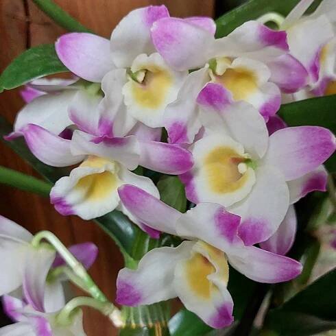 Orchidej Dendrobium nobile