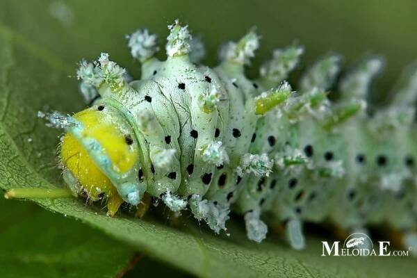 Obrázek - Samia cynthia walkeri (martináč pajasanový) | BioLib.cz