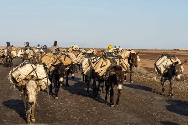 Danakil