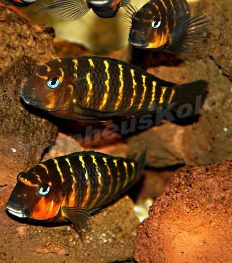 Tropheus Brichardi Mbpiwe red cheek | E-shop | SERA.SK