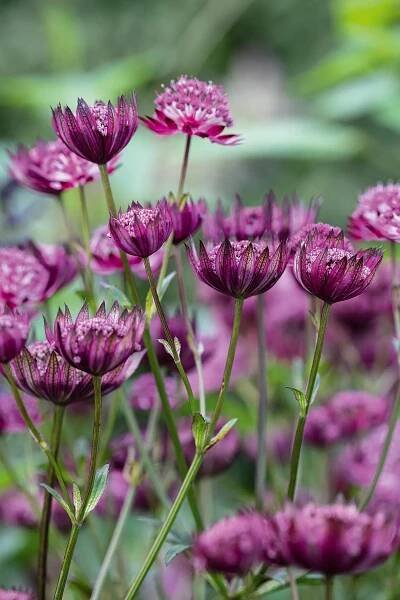 Astrantia major hybrid