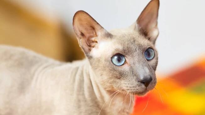 Peterbald není sice žádný huňáč, ale mazlení si s ním užijete