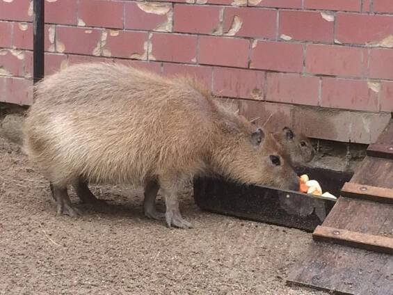 Brněnská zoo boduje: Získala Bílého slona a chlubí se mladou kapybarou!