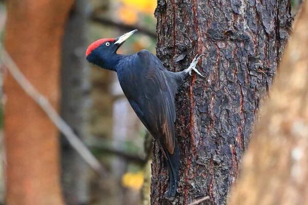 Soubor:Black woodpecker(Dryocopus martius)クマゲラ.jpg – Wikipedie