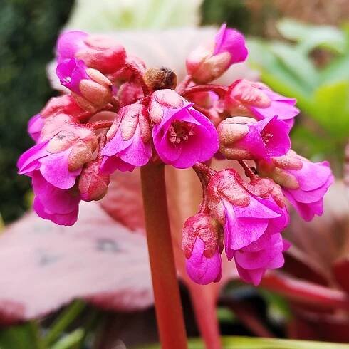 Bergénie srdčitá "Shoeshine Rose"