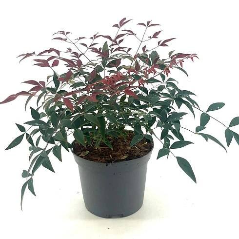 Nandina domestica, Other