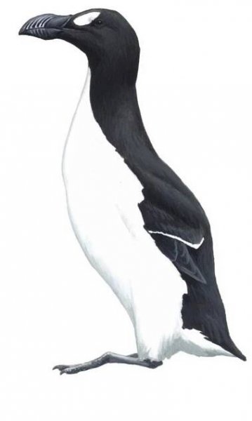 Alcidae - Auks, Murres, and Puffins - Birds of the World