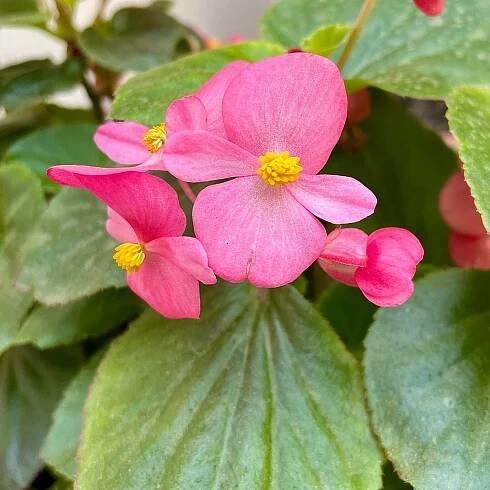 Begónie Superstar F1 Rose - Begonia semperflorens - semena - 20 ks od 35 Kč - Heureka.cz