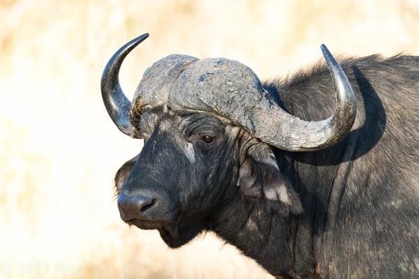 Kruger National Park (Part Two) — H.D. Hunt Photography
